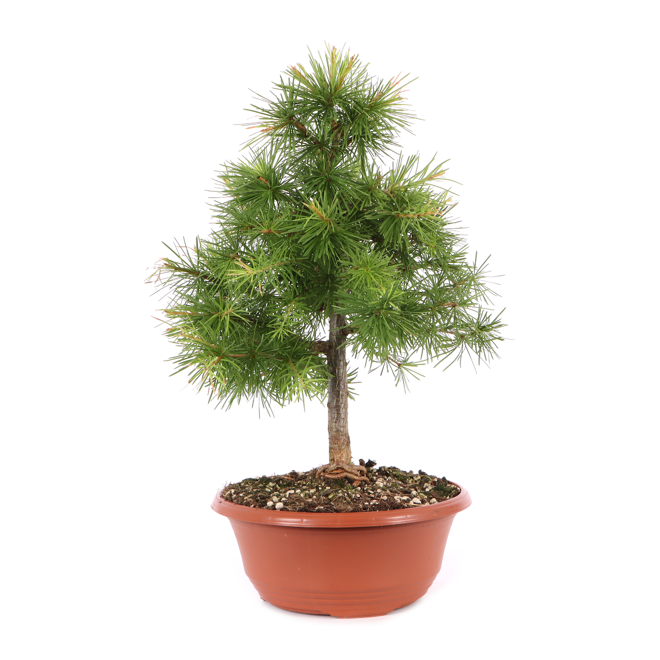 Larix decidua