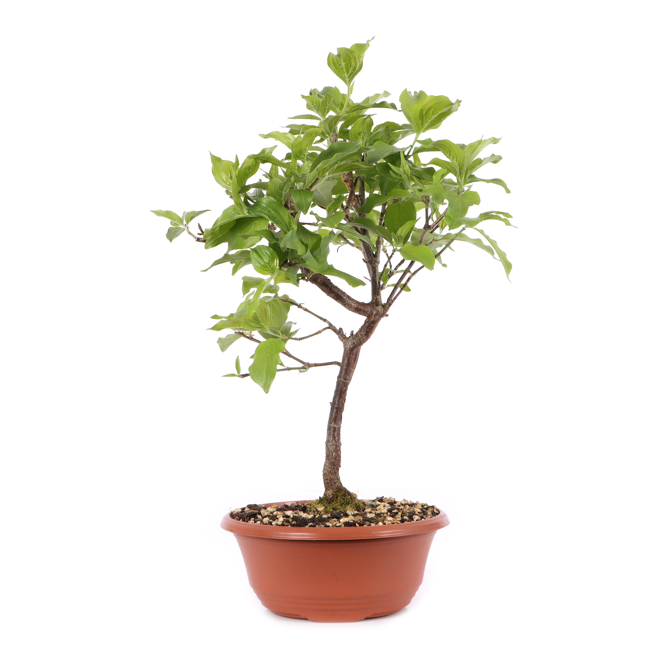 Cornus mas