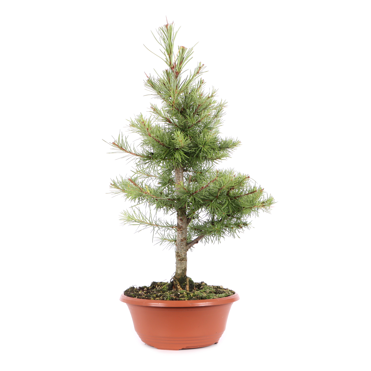 Larix kaempferi