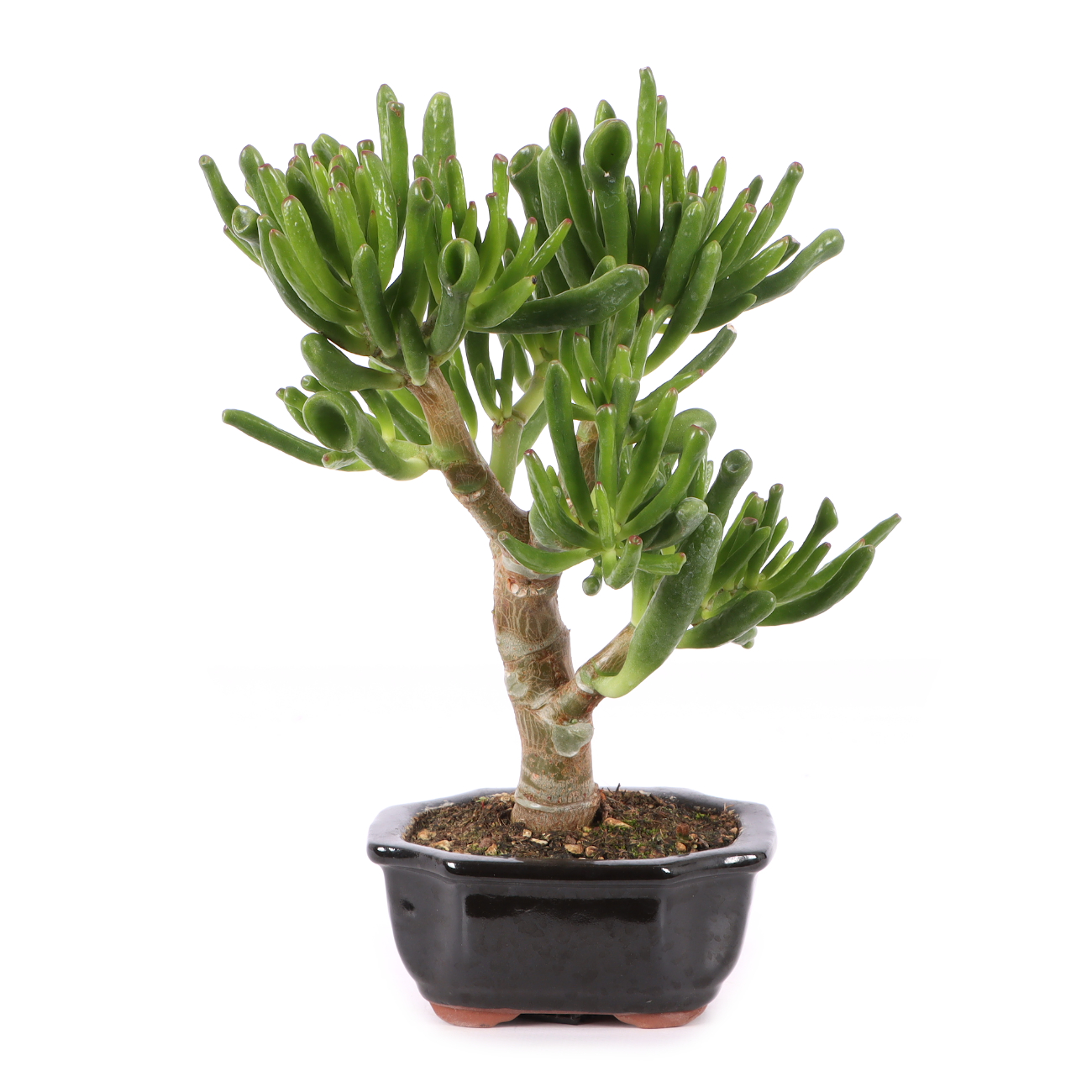 Crassula ovata 'Horn Tree'