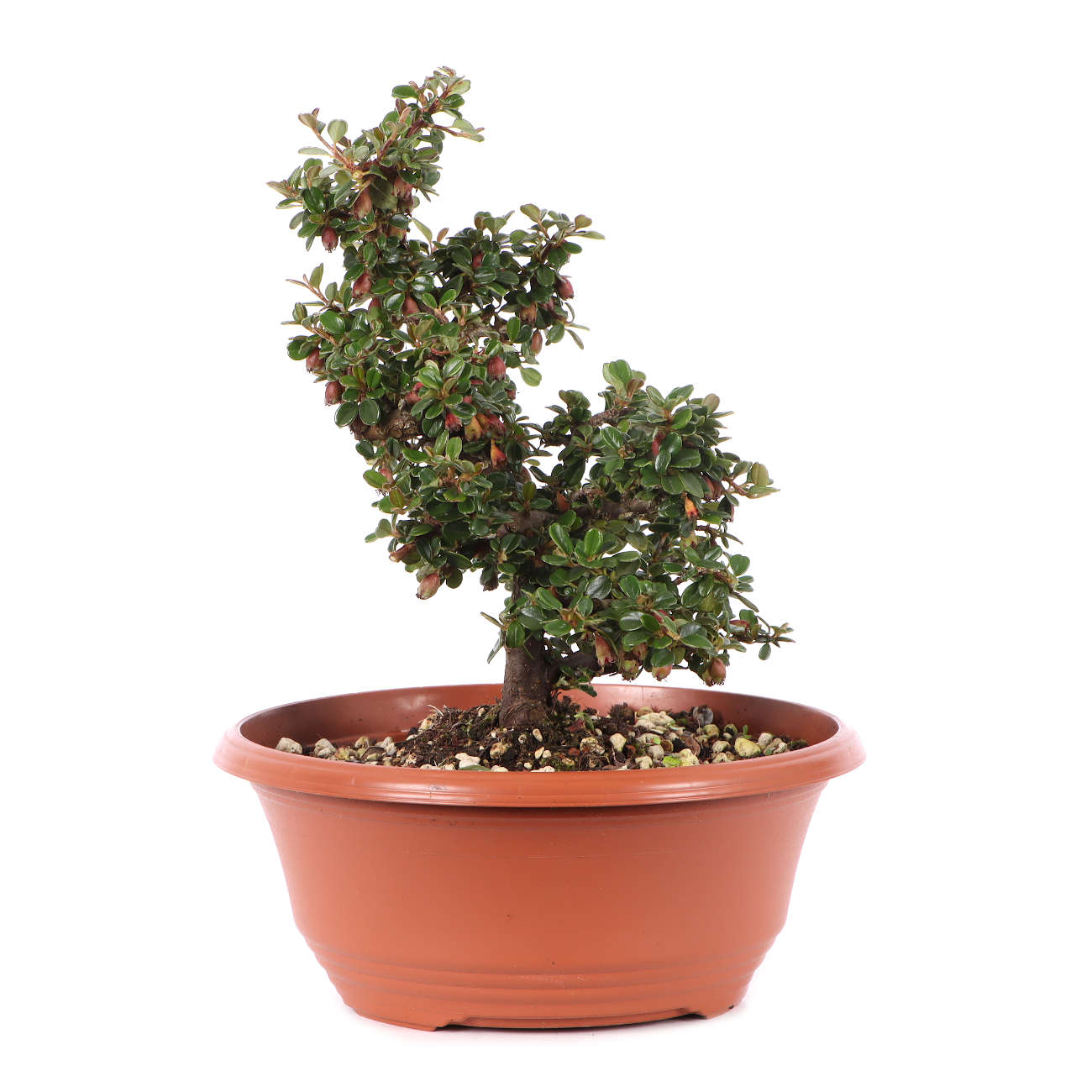 Cotoneaster microphyllus 'Cochleatus'