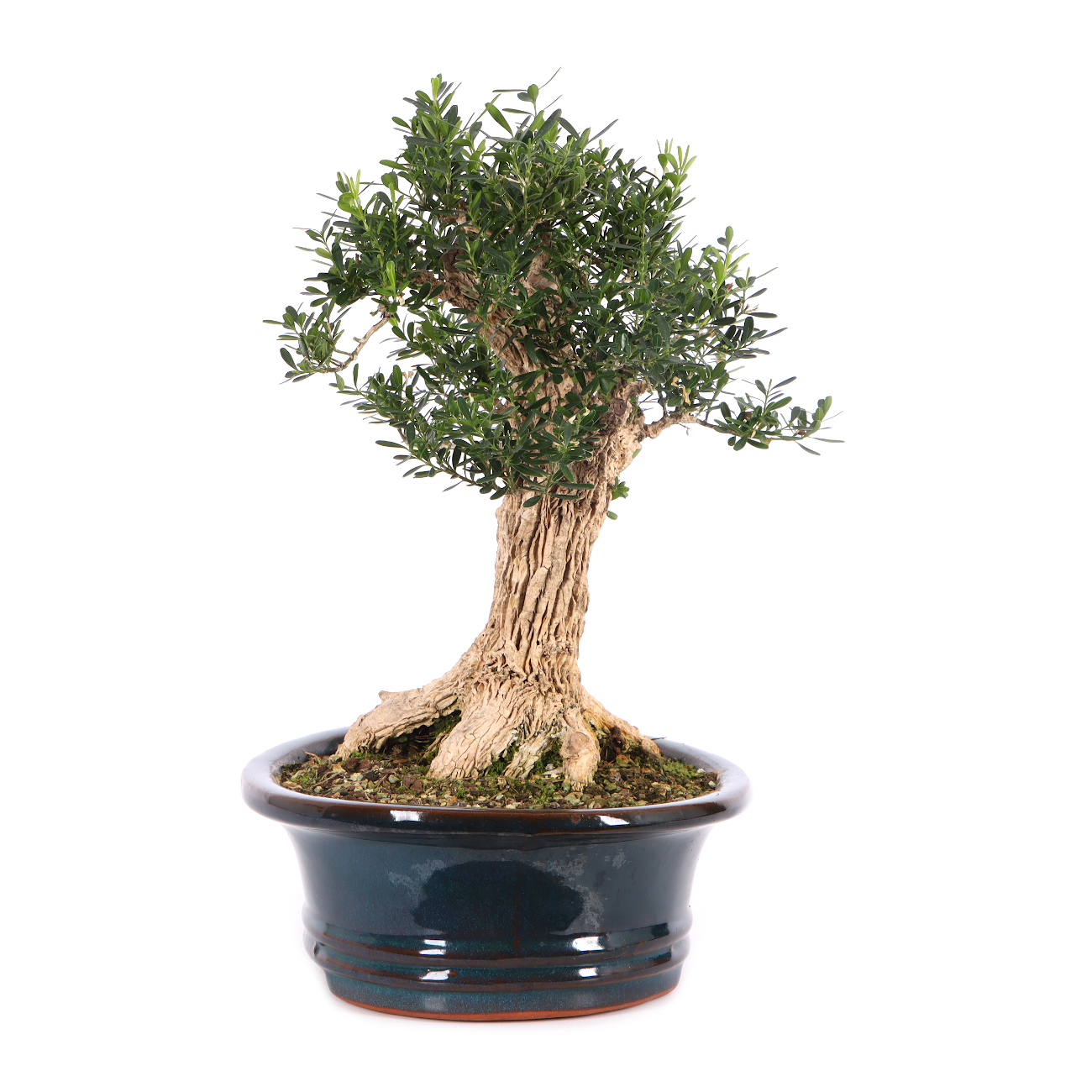 Buxus sinica var. sinica