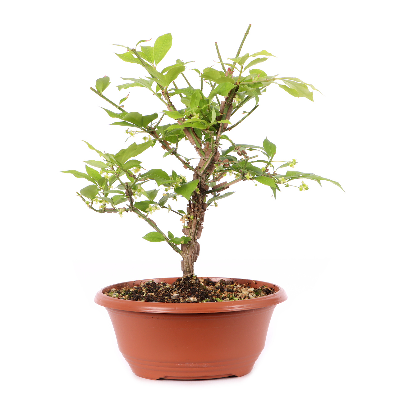 Euonymus alatus