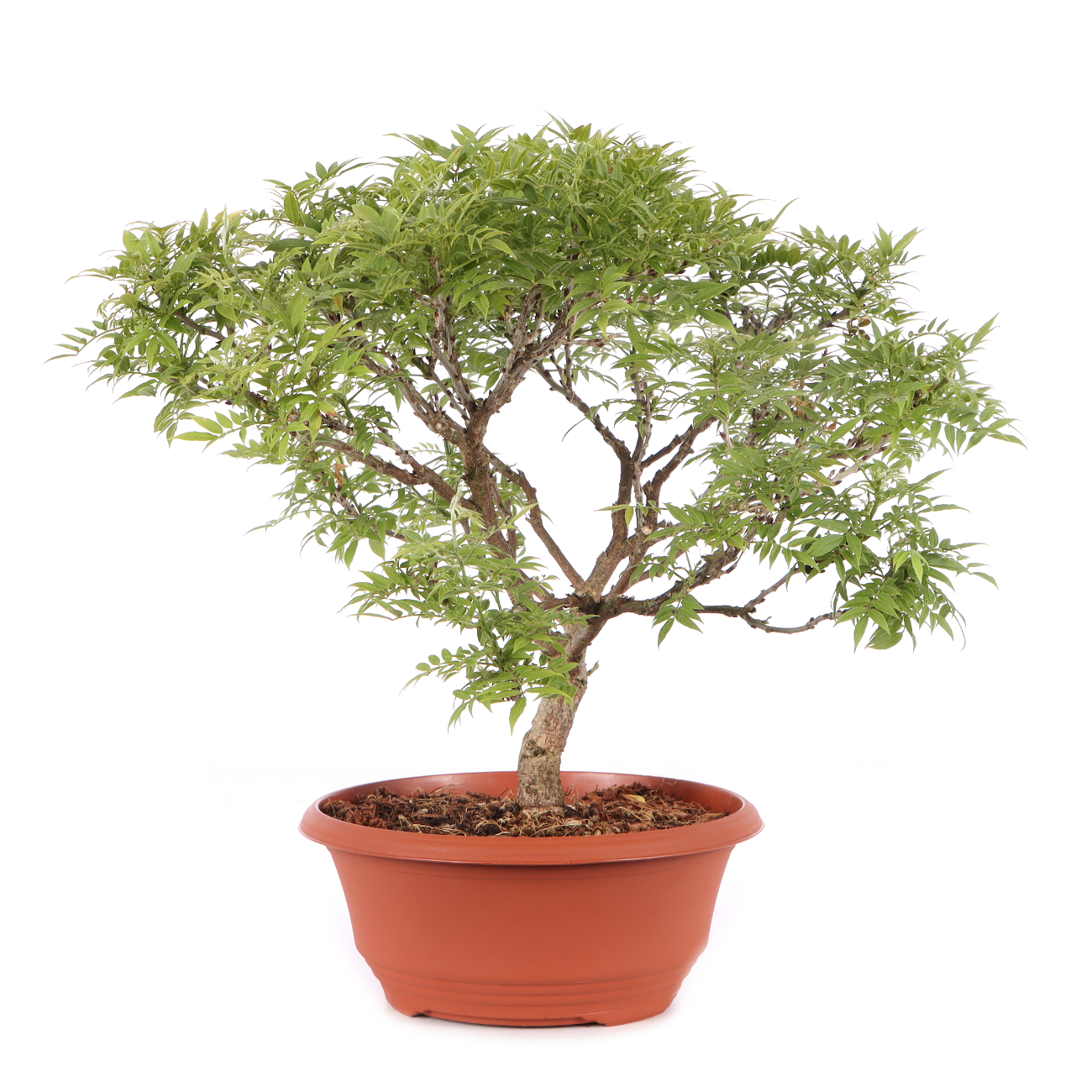 Millettia japonica 'Hime Fuji'