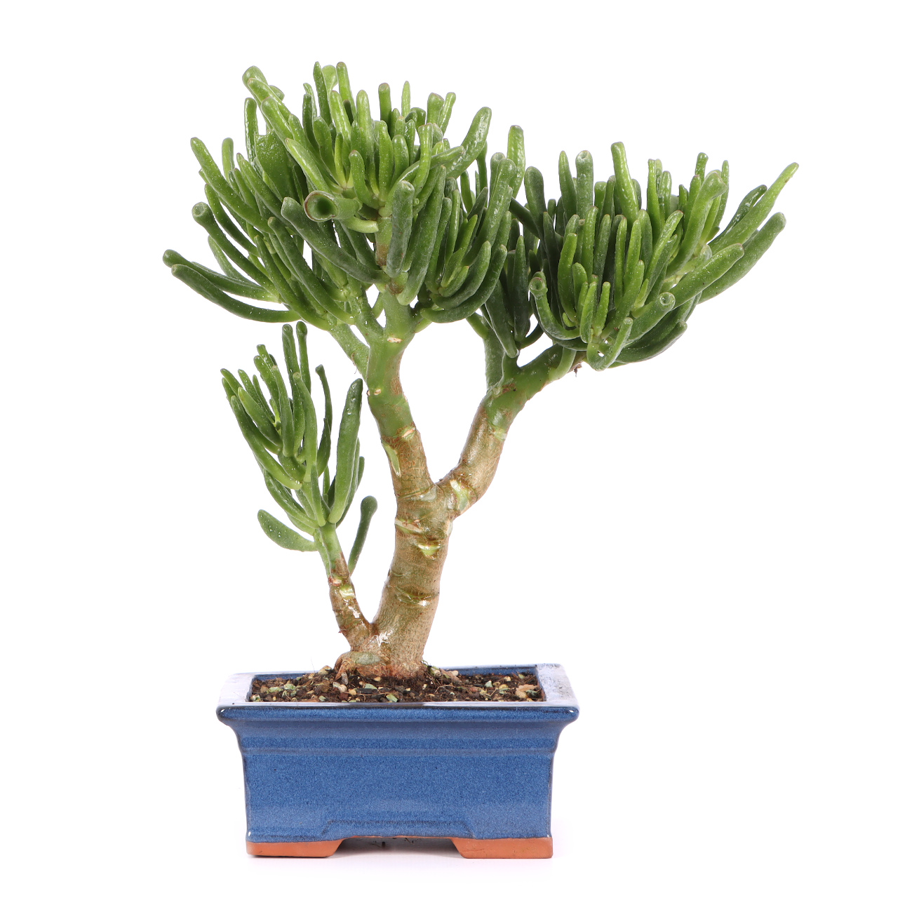 Crassula ovata 'Horn Tree'