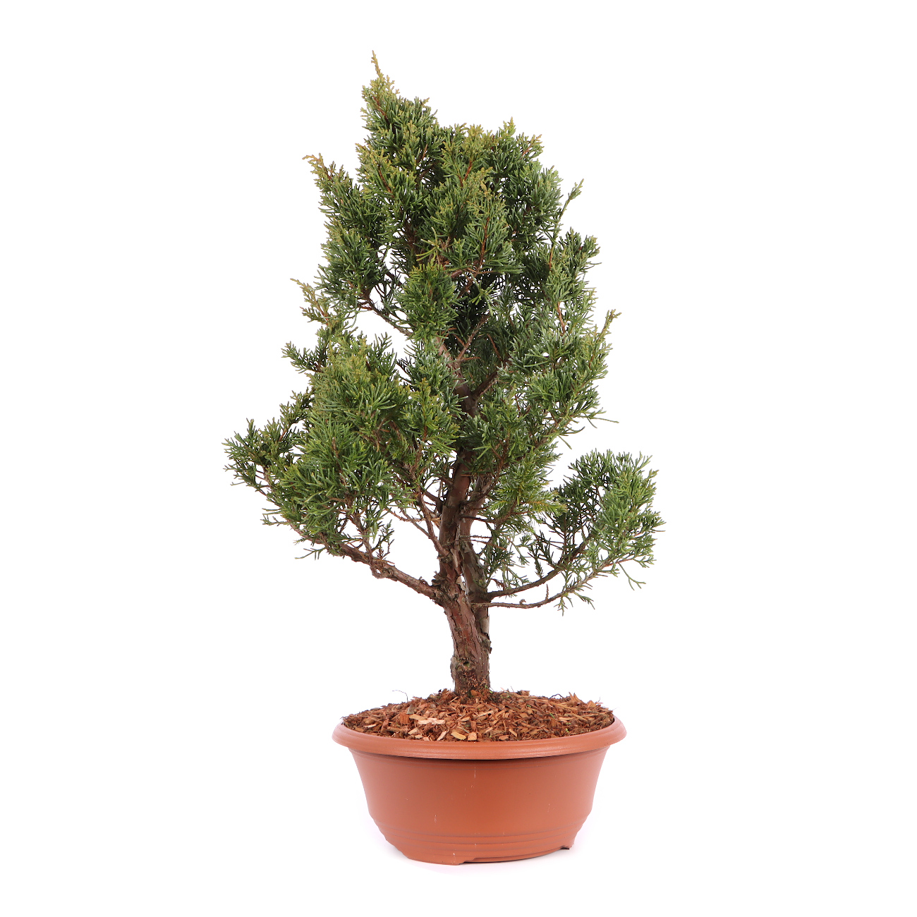 Juniperus chinensis 'Blaauw'