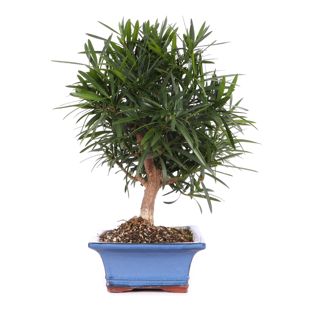 Podocarpus macrophyllus