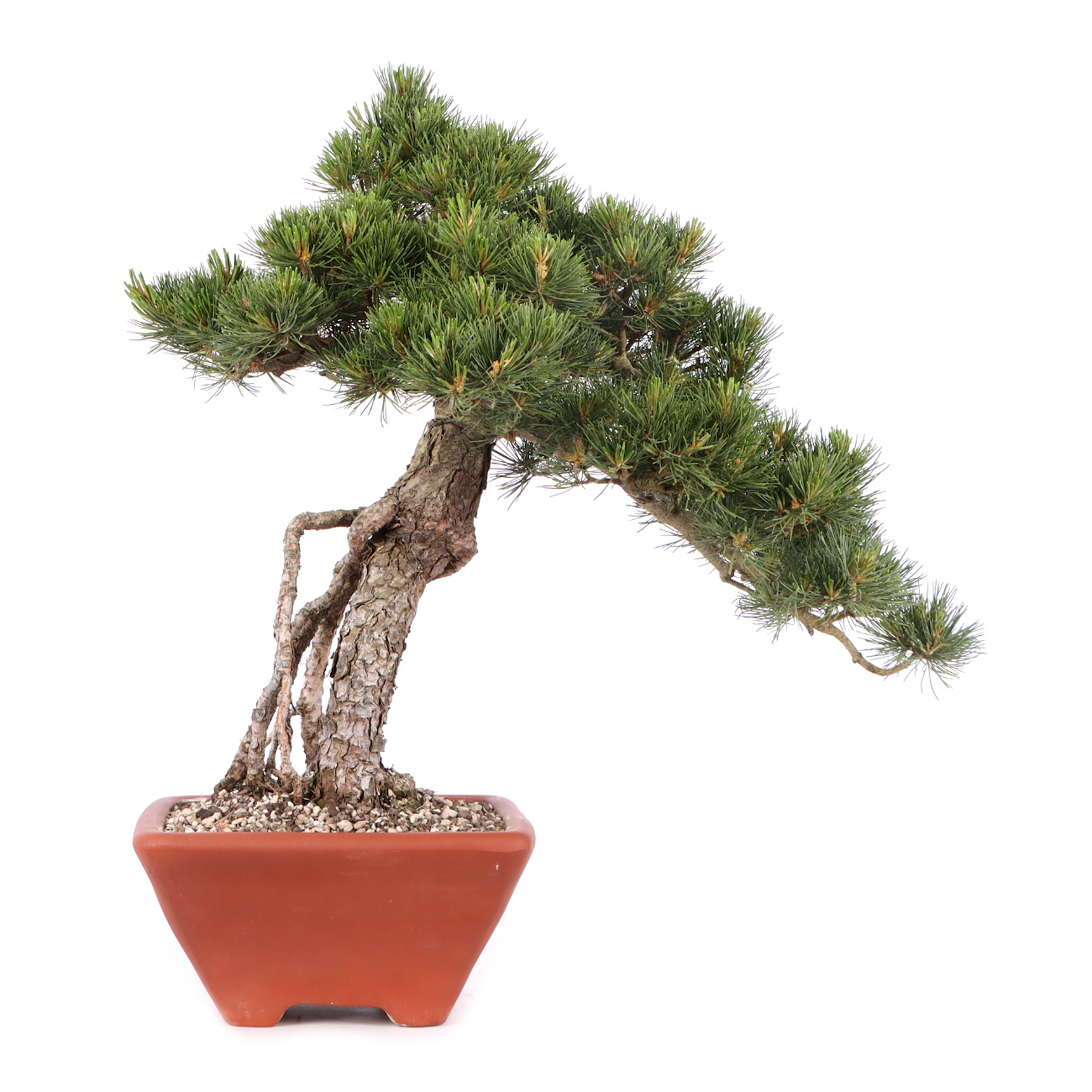 Pinus parviflora 'Glauca'