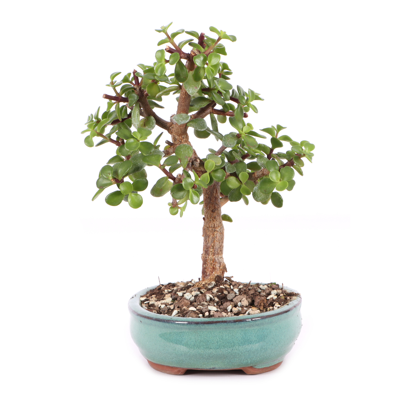 Portulacaria afra