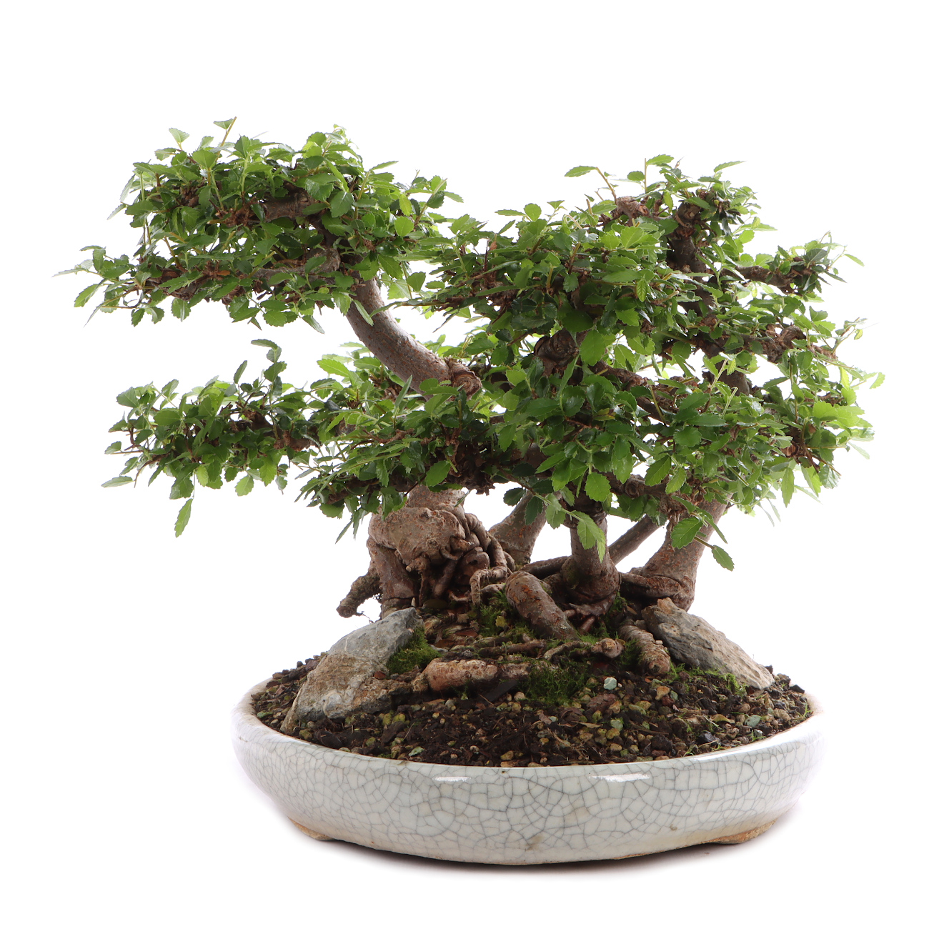 Seitenansicht rechts