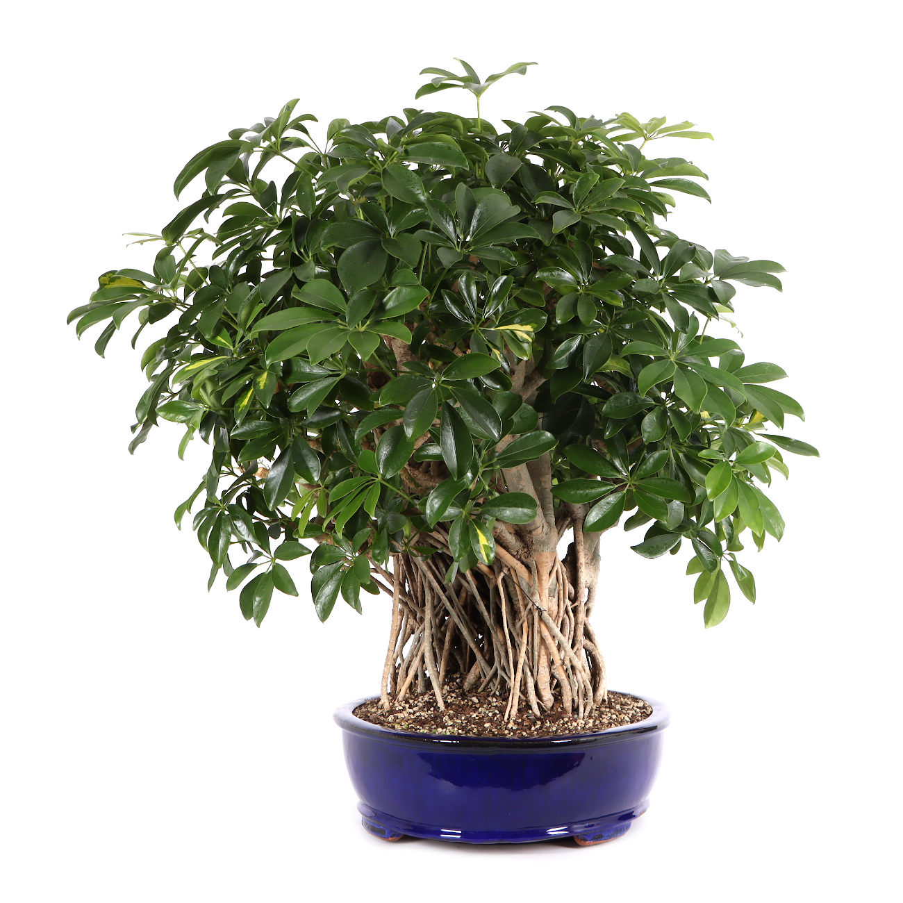 Schefflera arboricola