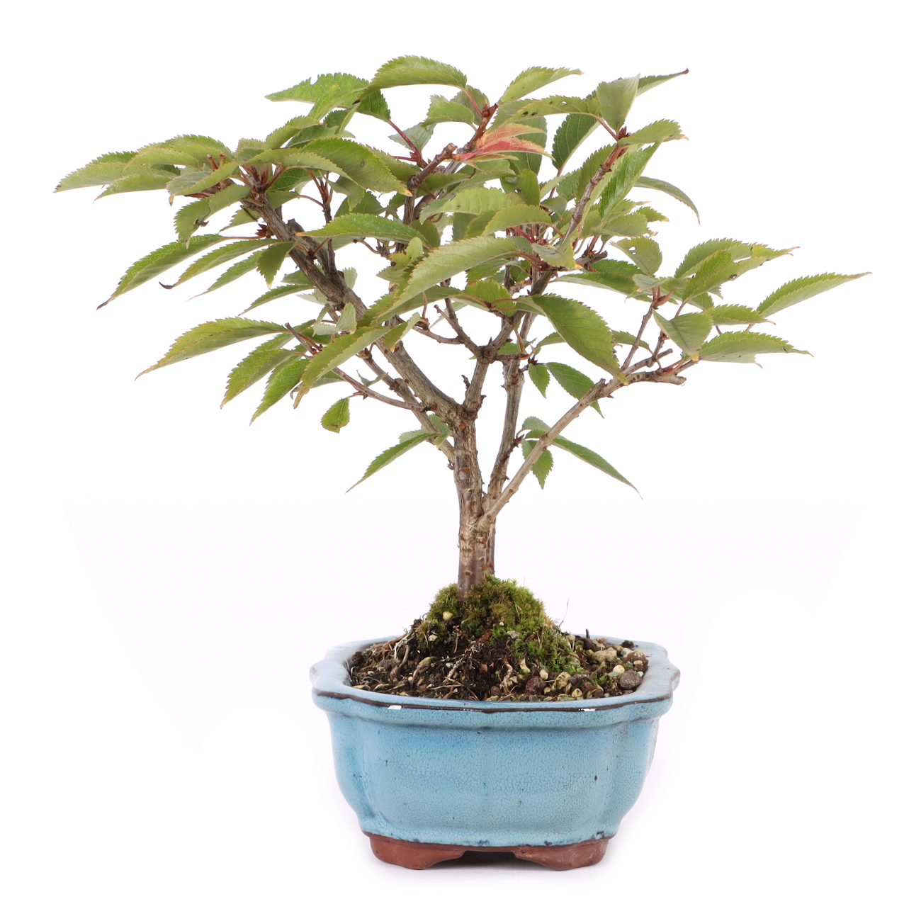 Prunus subhirtella 'Okame'
