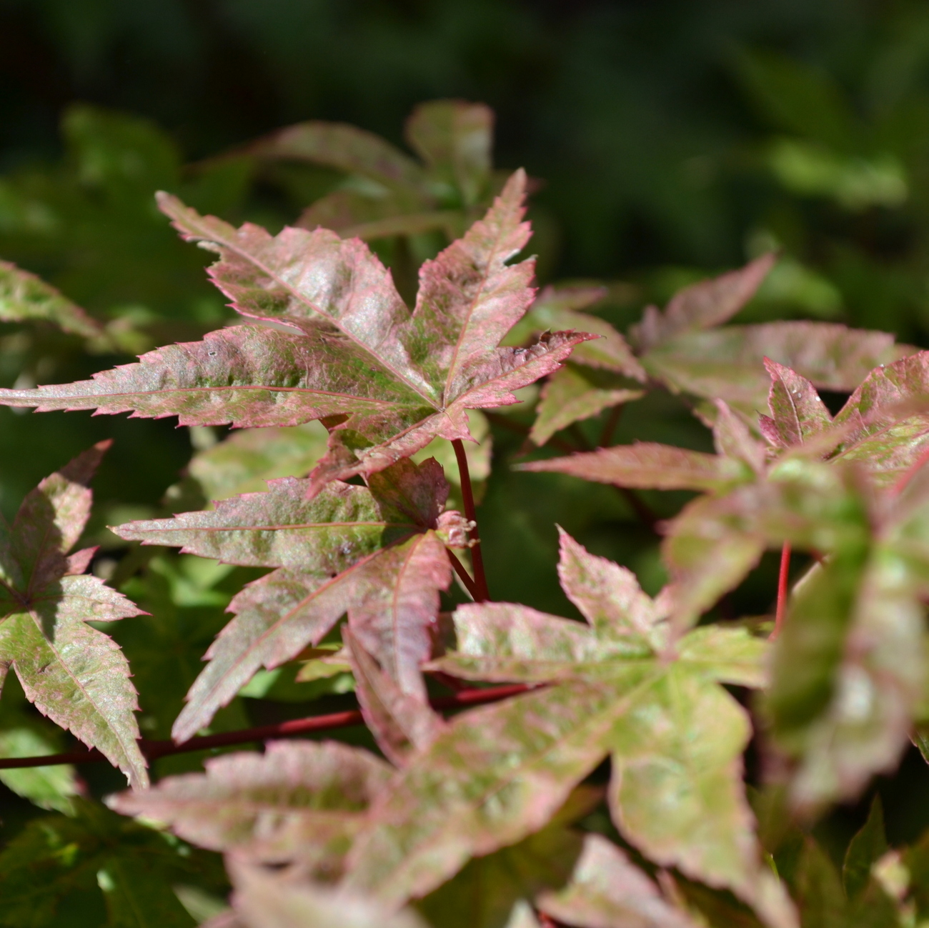 Sommerlaub