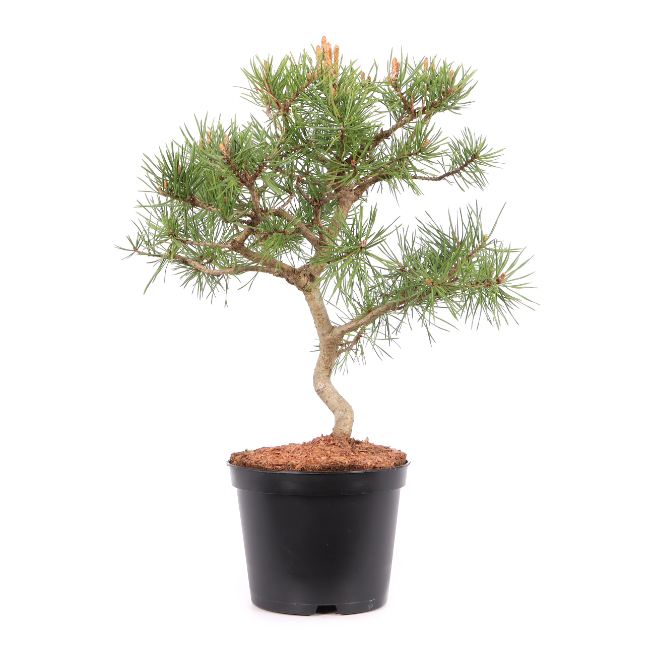 Pinus sylvestris 'Norske Typ'