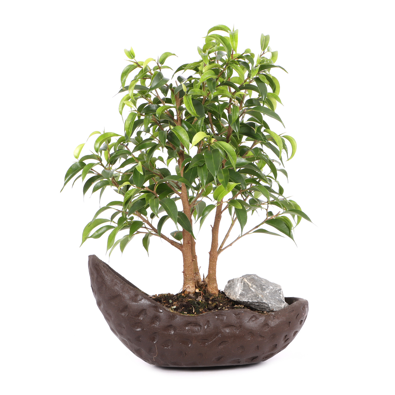 Ficus benjamina 'Natasja'