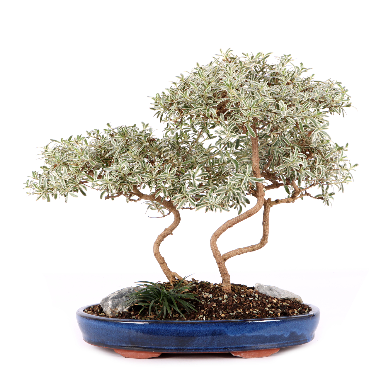 Coprosma x kirkii 'Variegata'