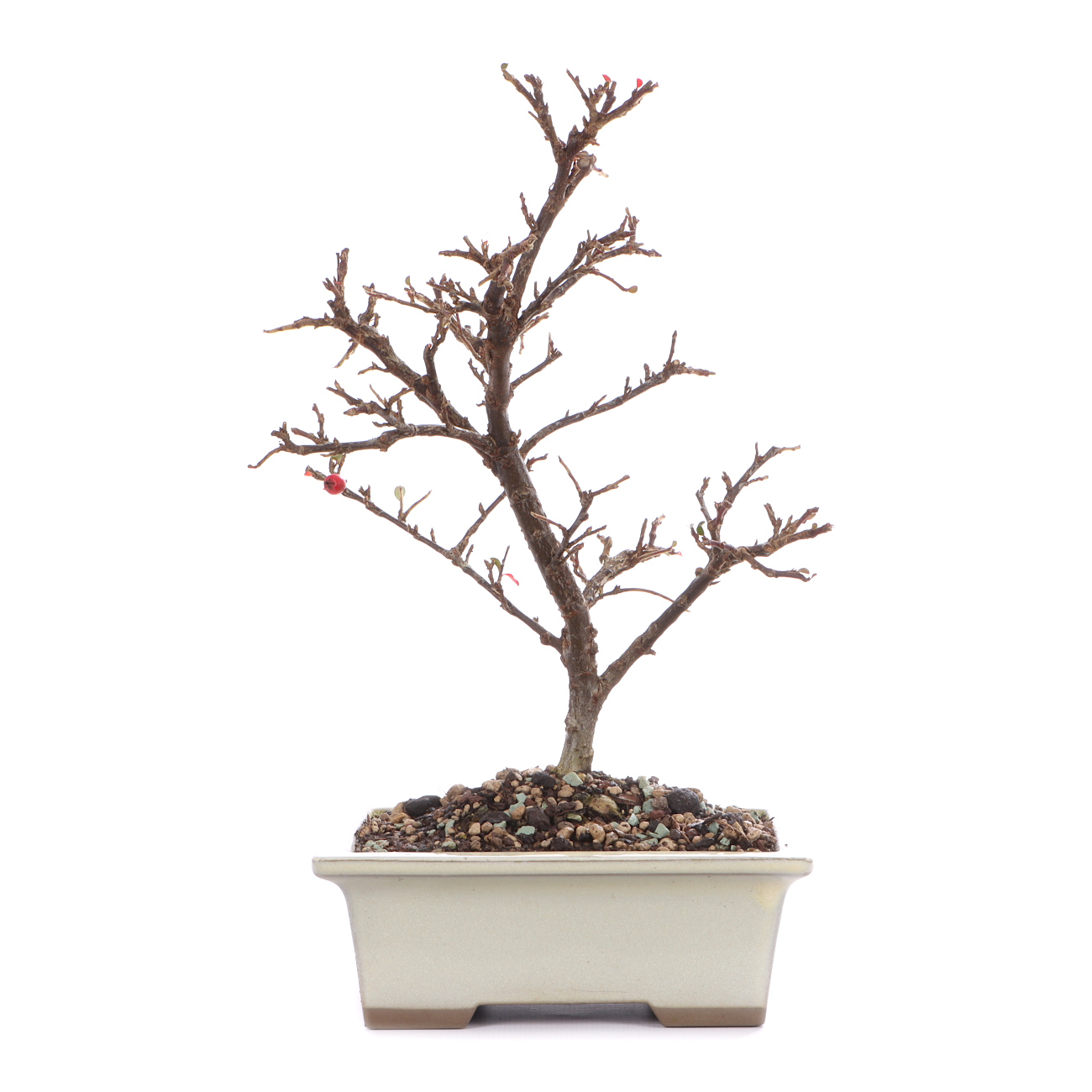 Cotoneaster praecox