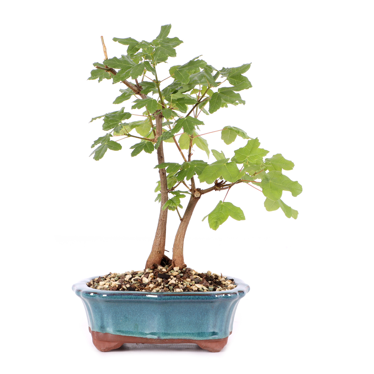 Acer monspessulanum