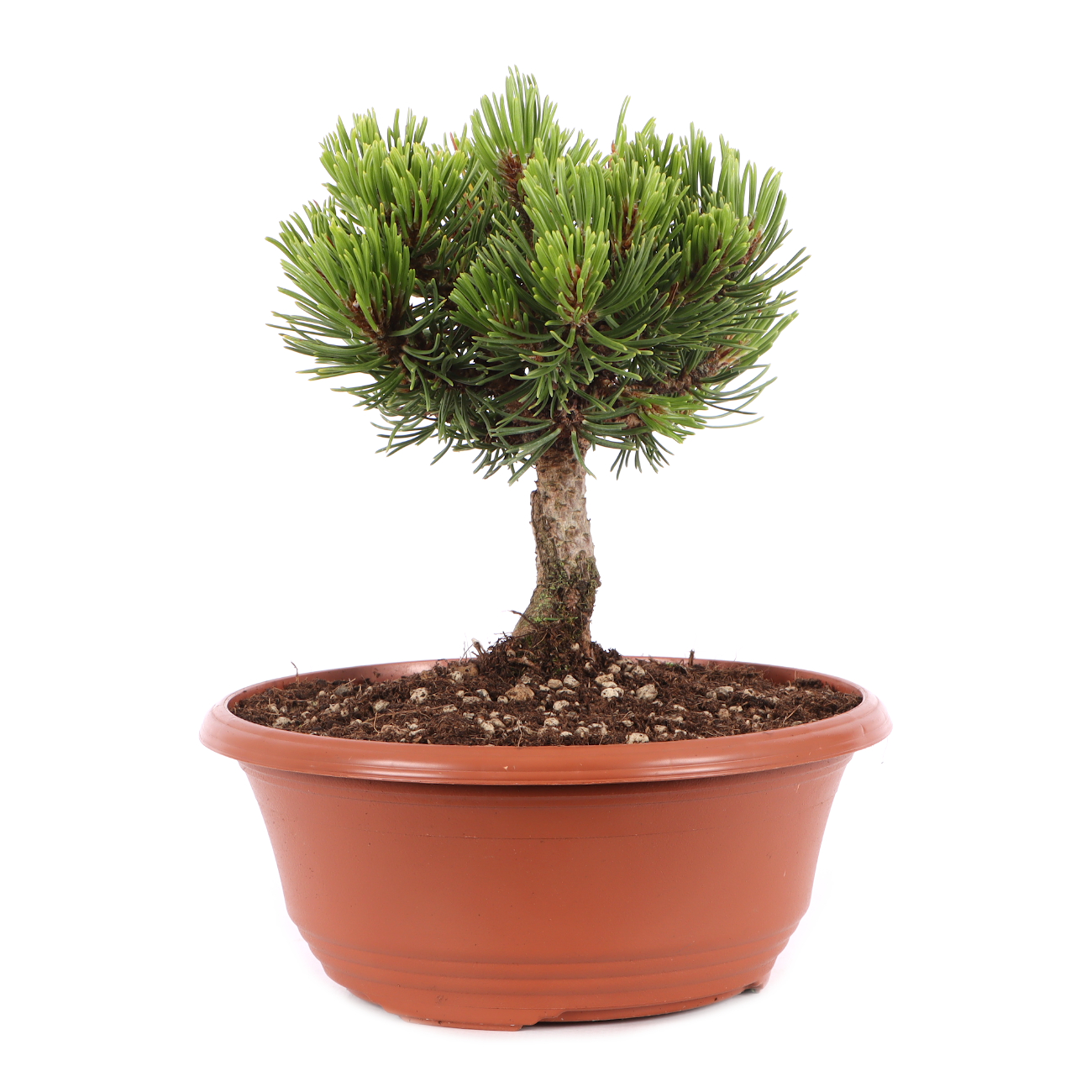 Pinus mugo 'Sherwood Compact'