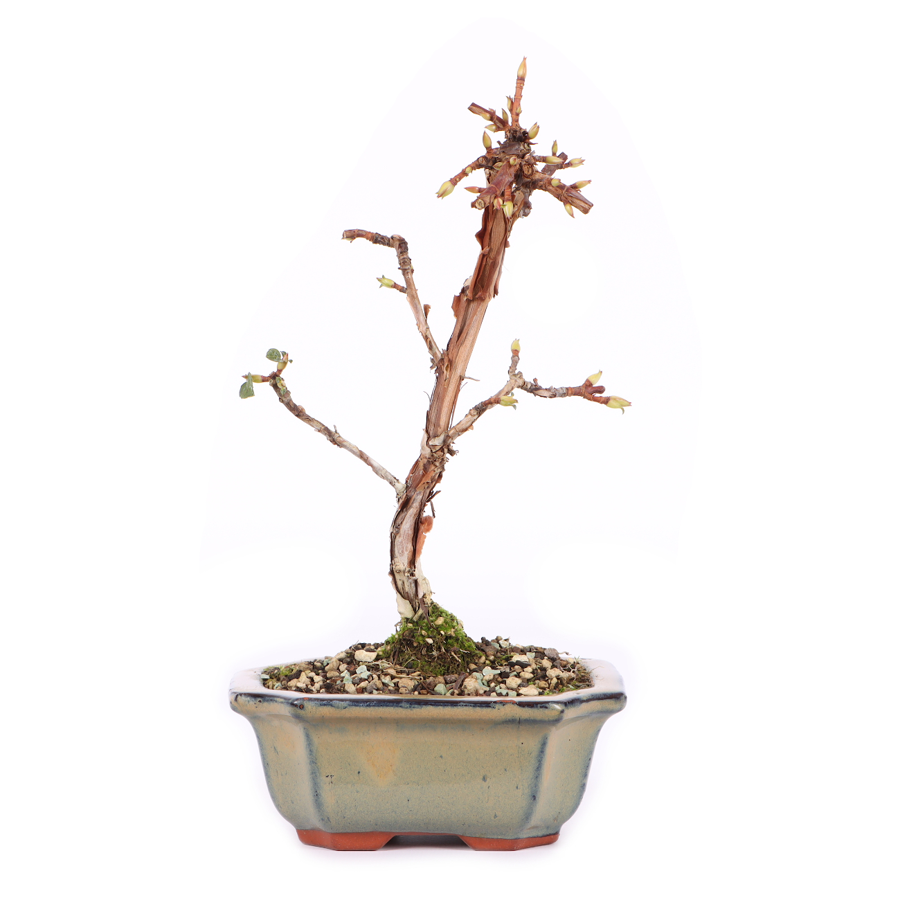 Hydrangea petiolaris