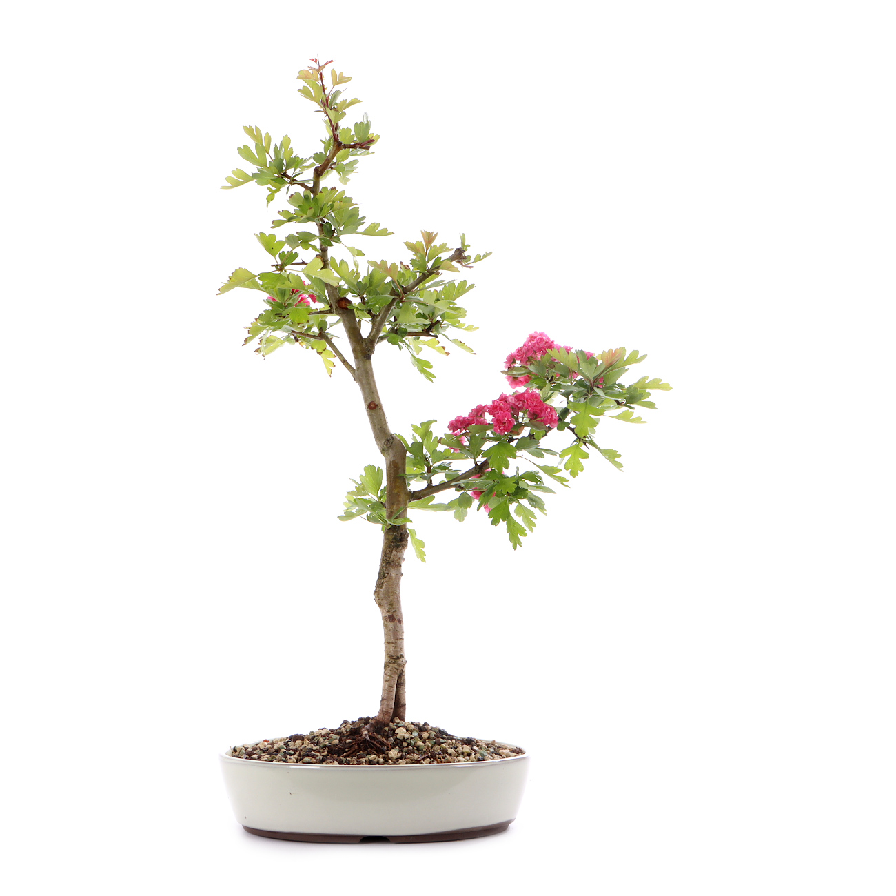 Crataegus laevigata 'Paul's Scarlet'