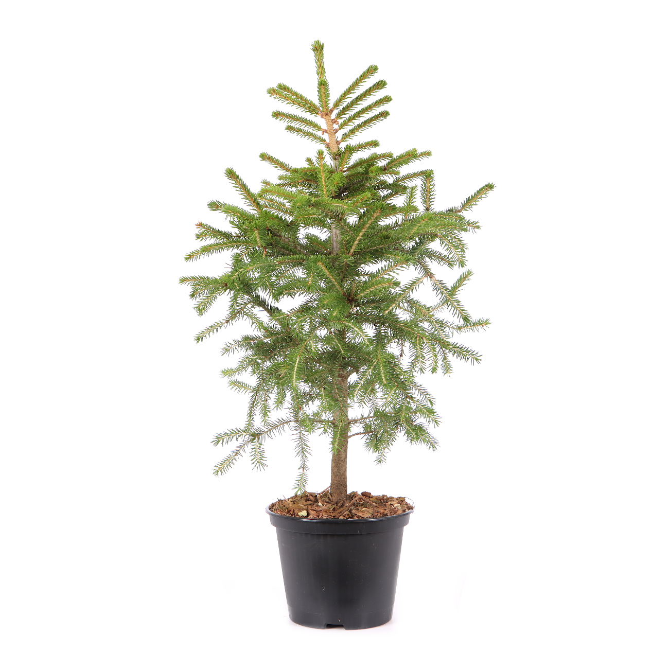 Picea orientalis