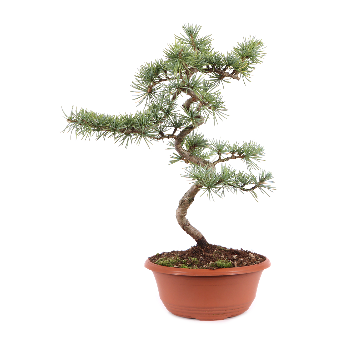 Cedrus atlantica 'Glauca'