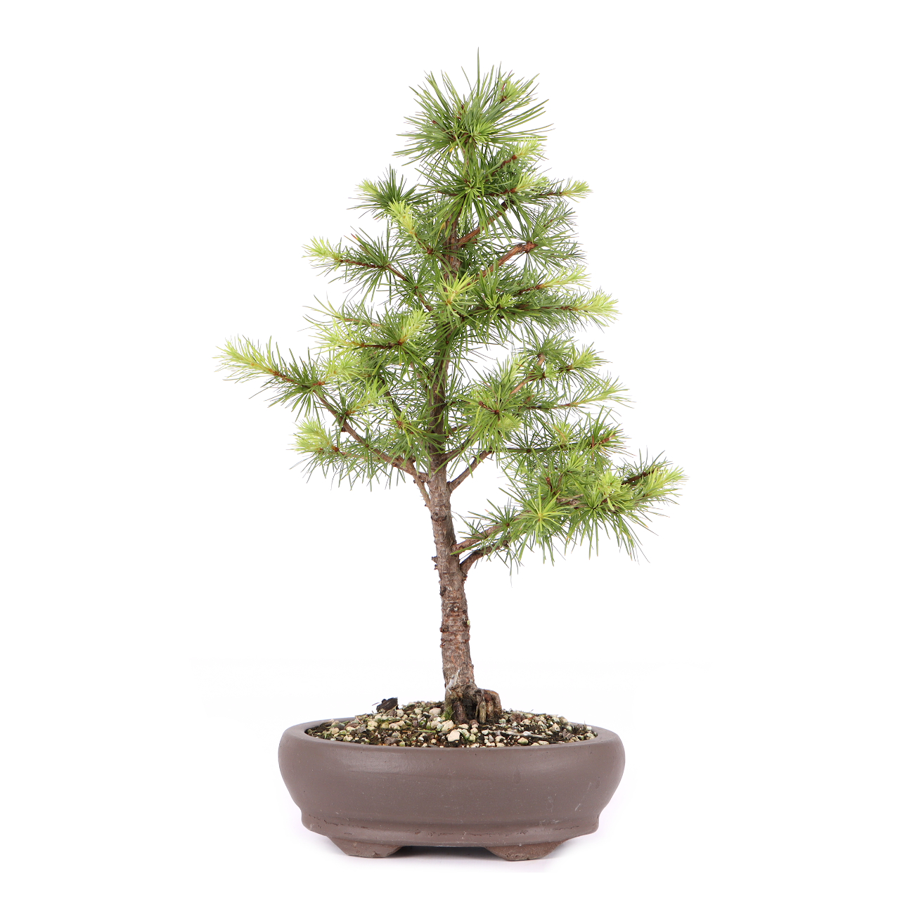 Larix kaempferi