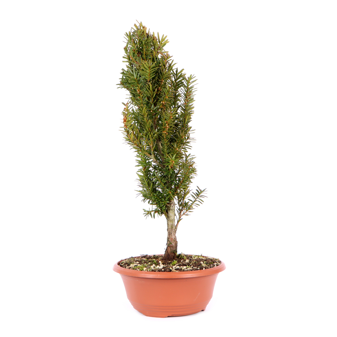 Seitenansicht rechts