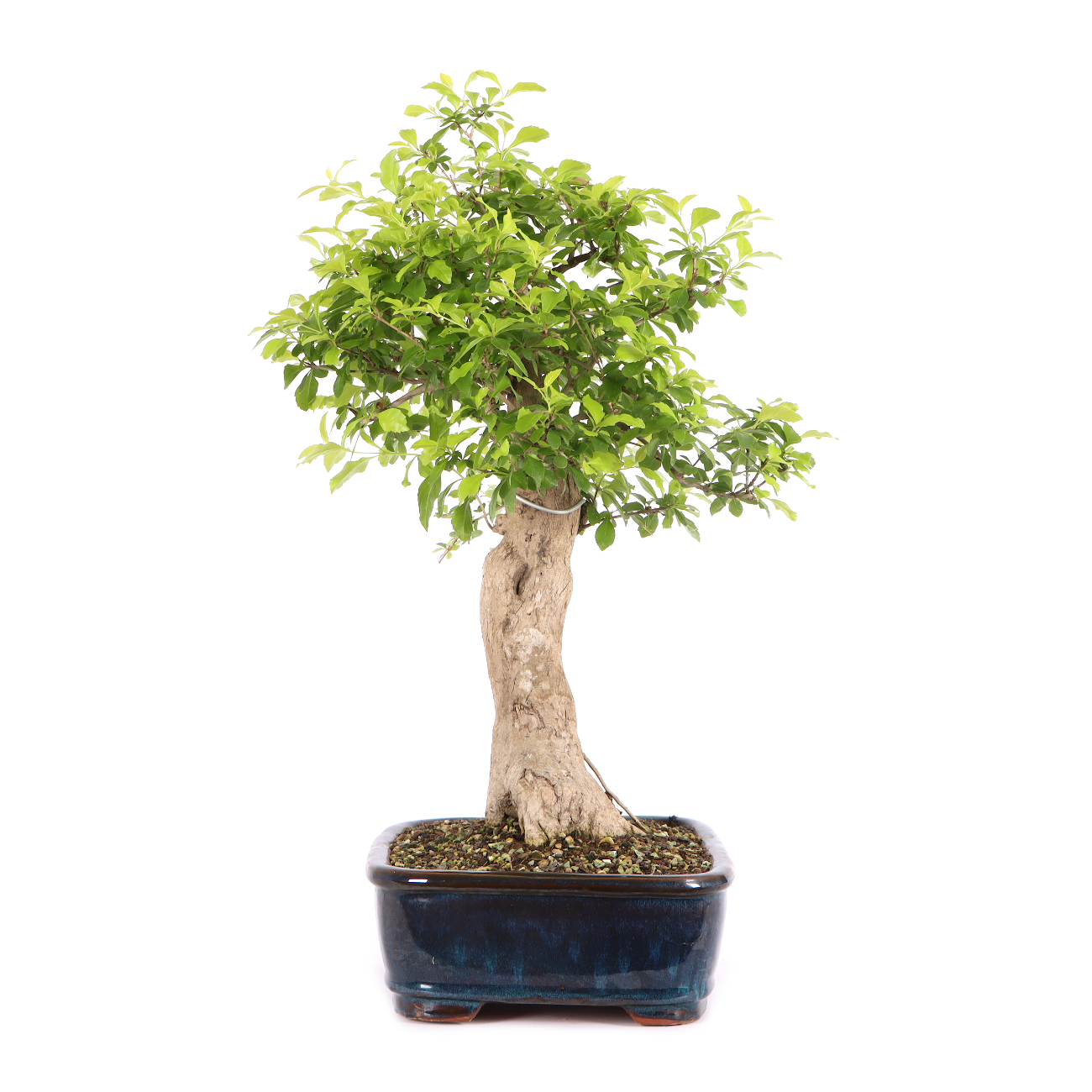 Duranta erecta