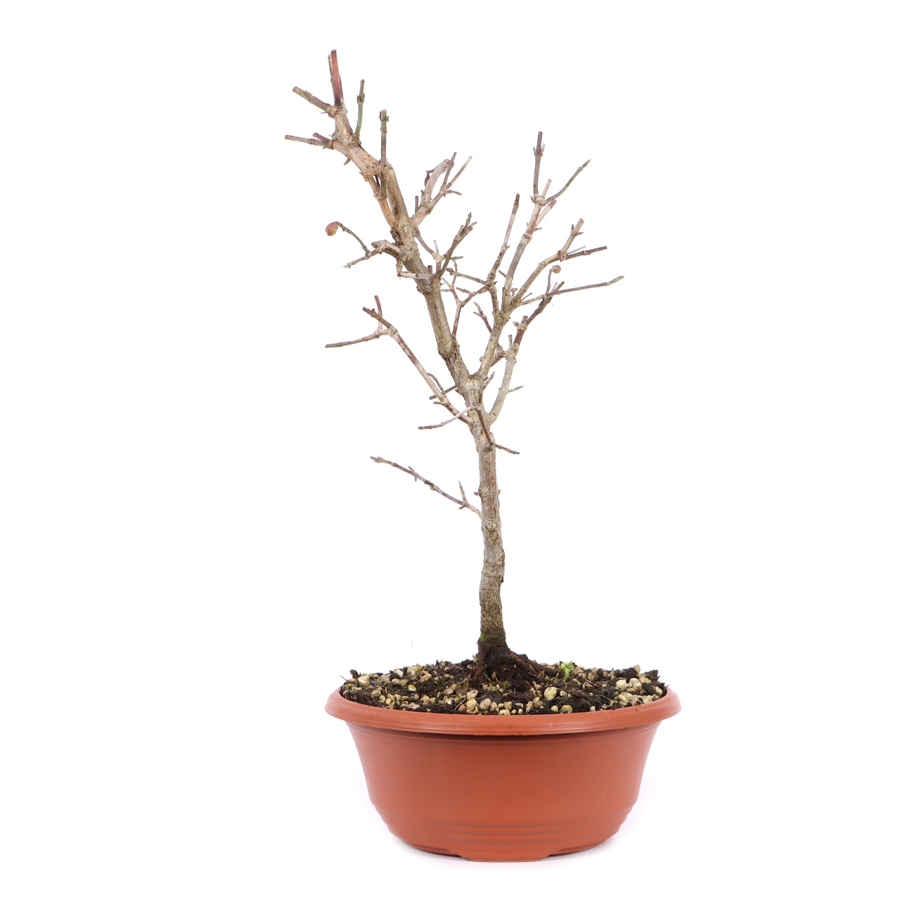 Seitenansicht rechts