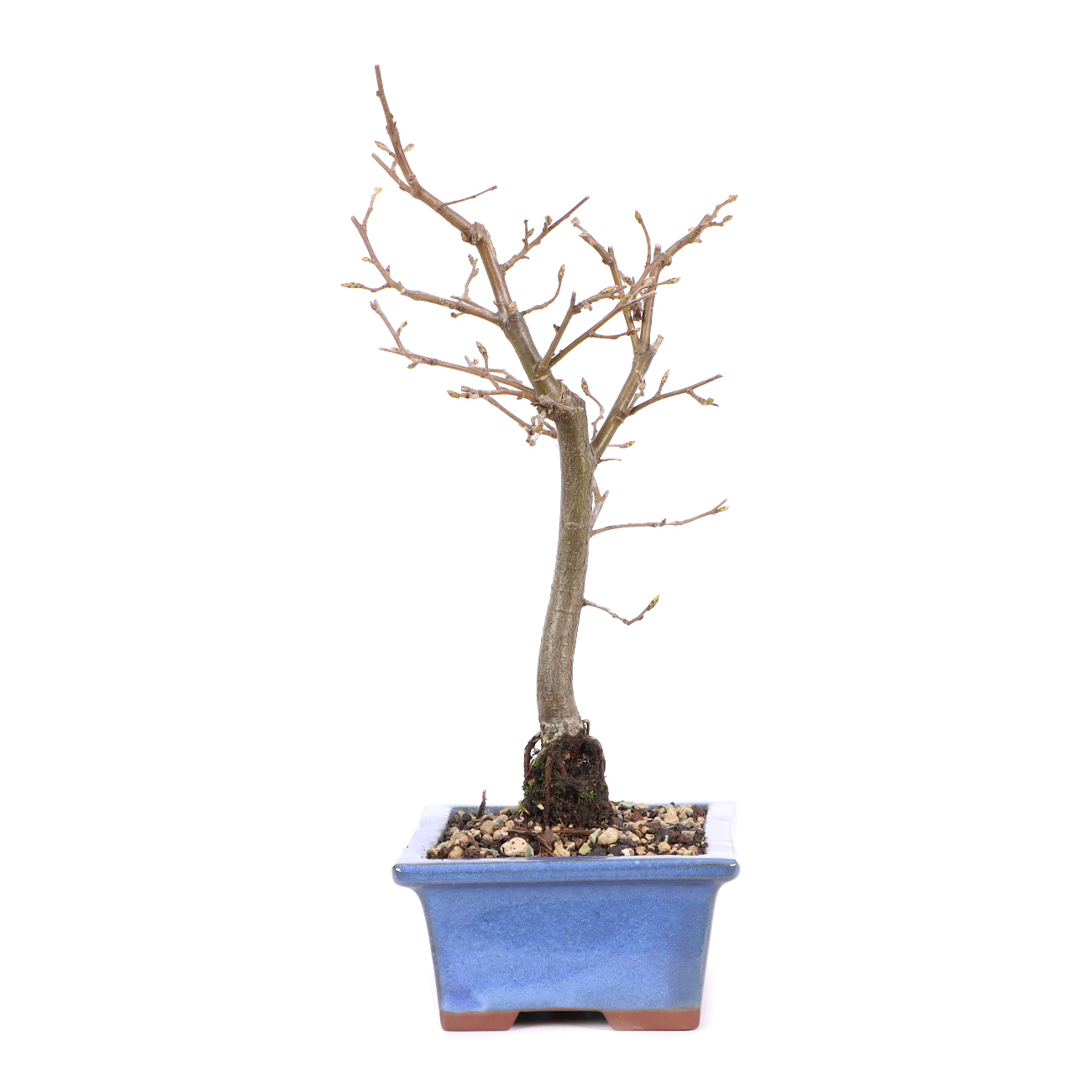 Carpinus betulus