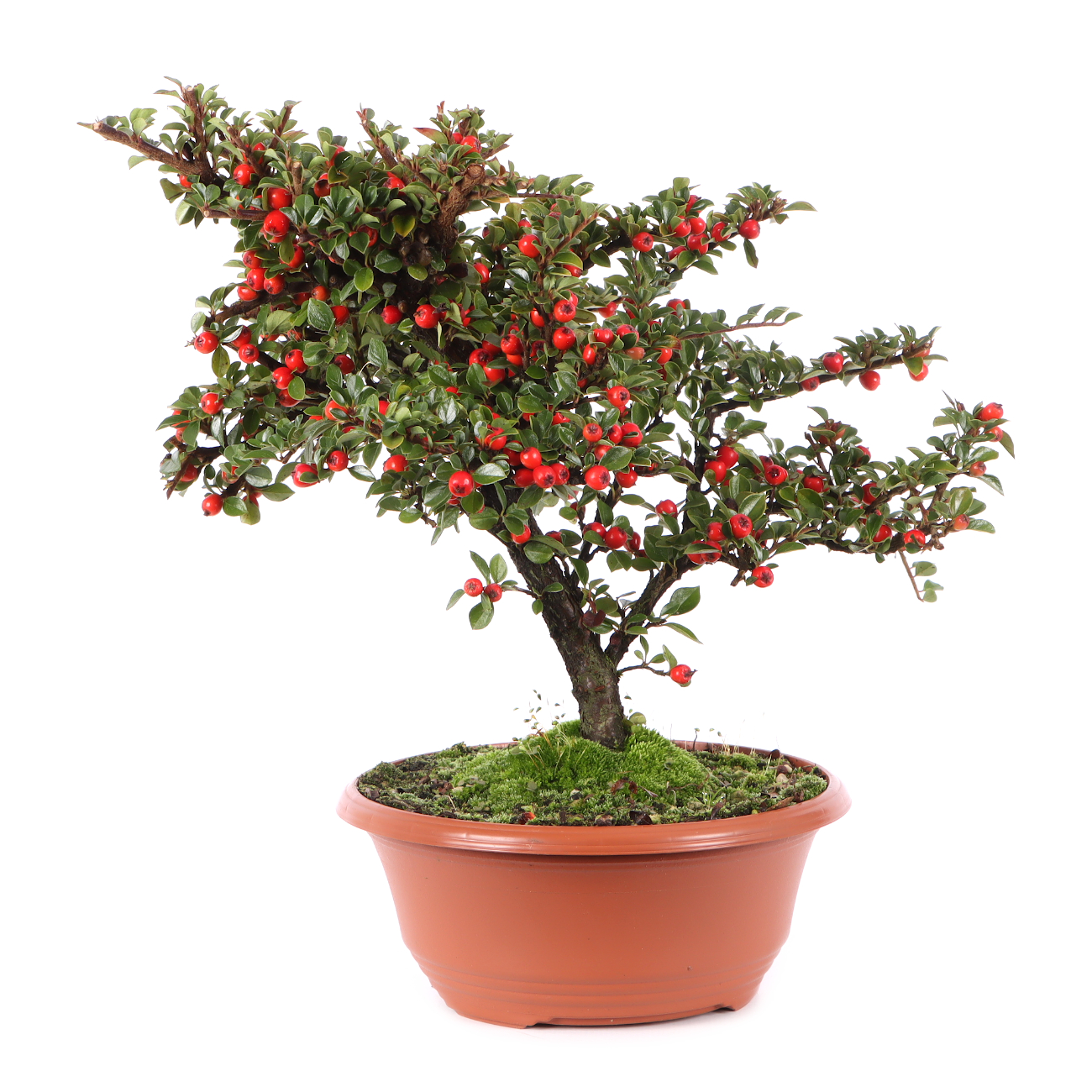 Cotoneaster praecox