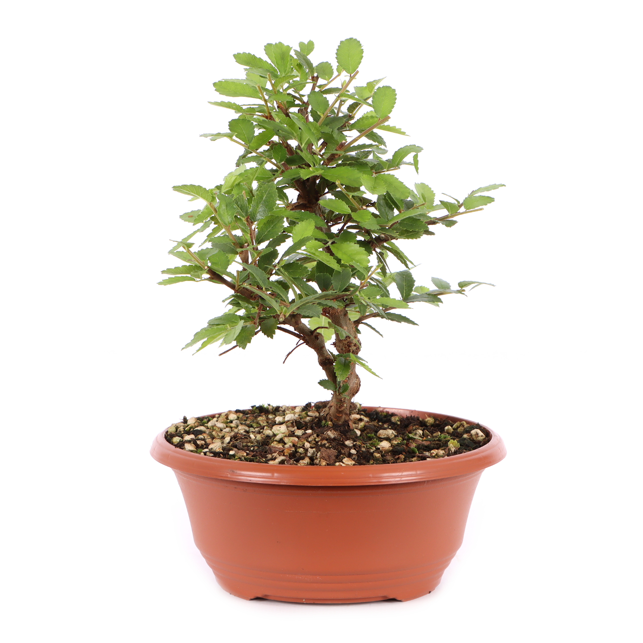 Ulmus japonica