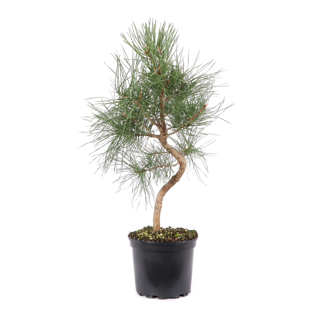 Pinus sylvestris