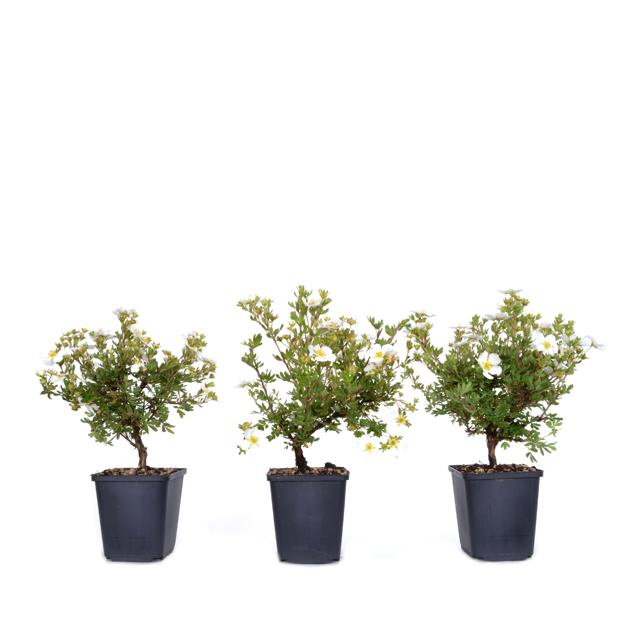 Potentilla fruticosa 'Abbotswood'