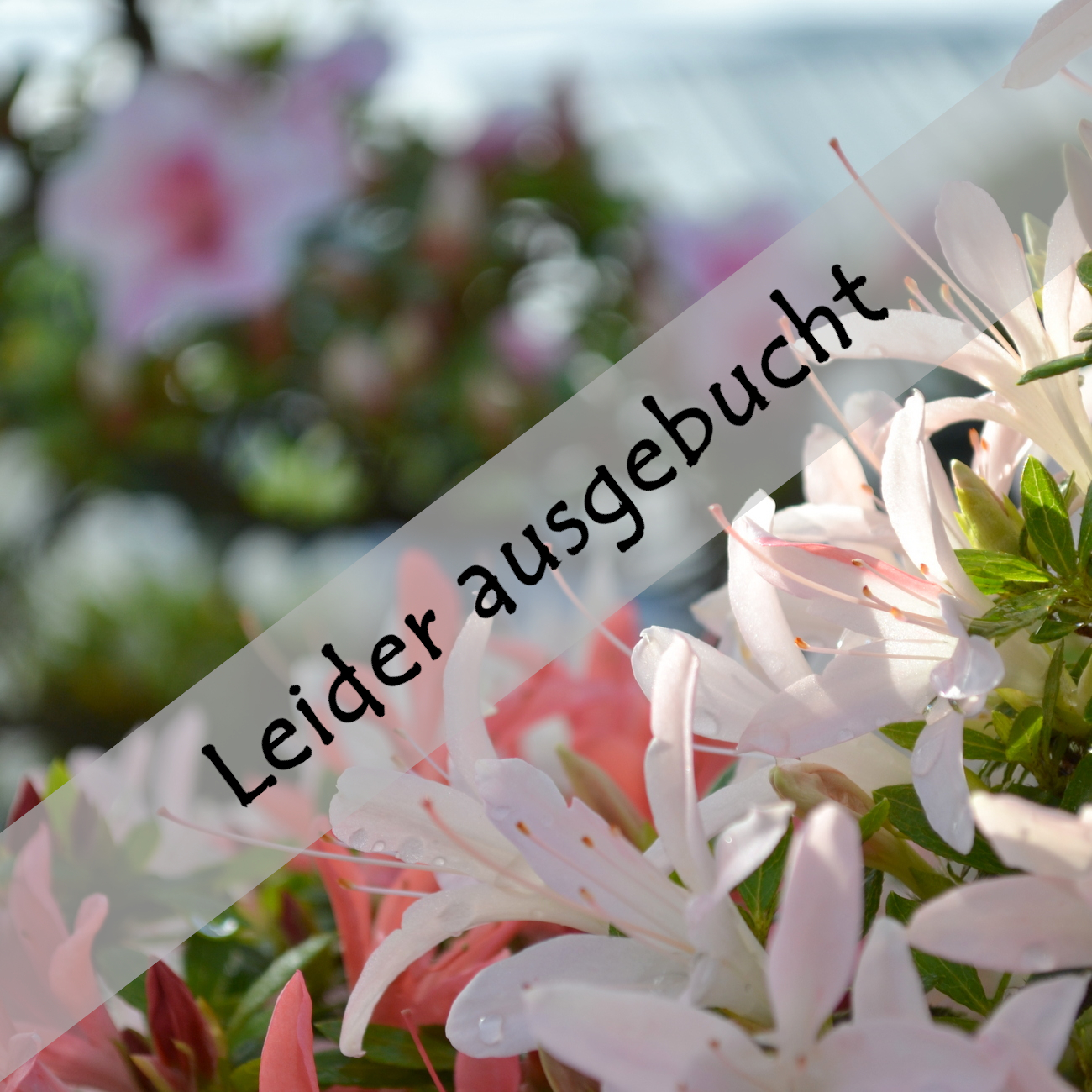 Sommerformschnitt und Azaleen am 05.07.2025