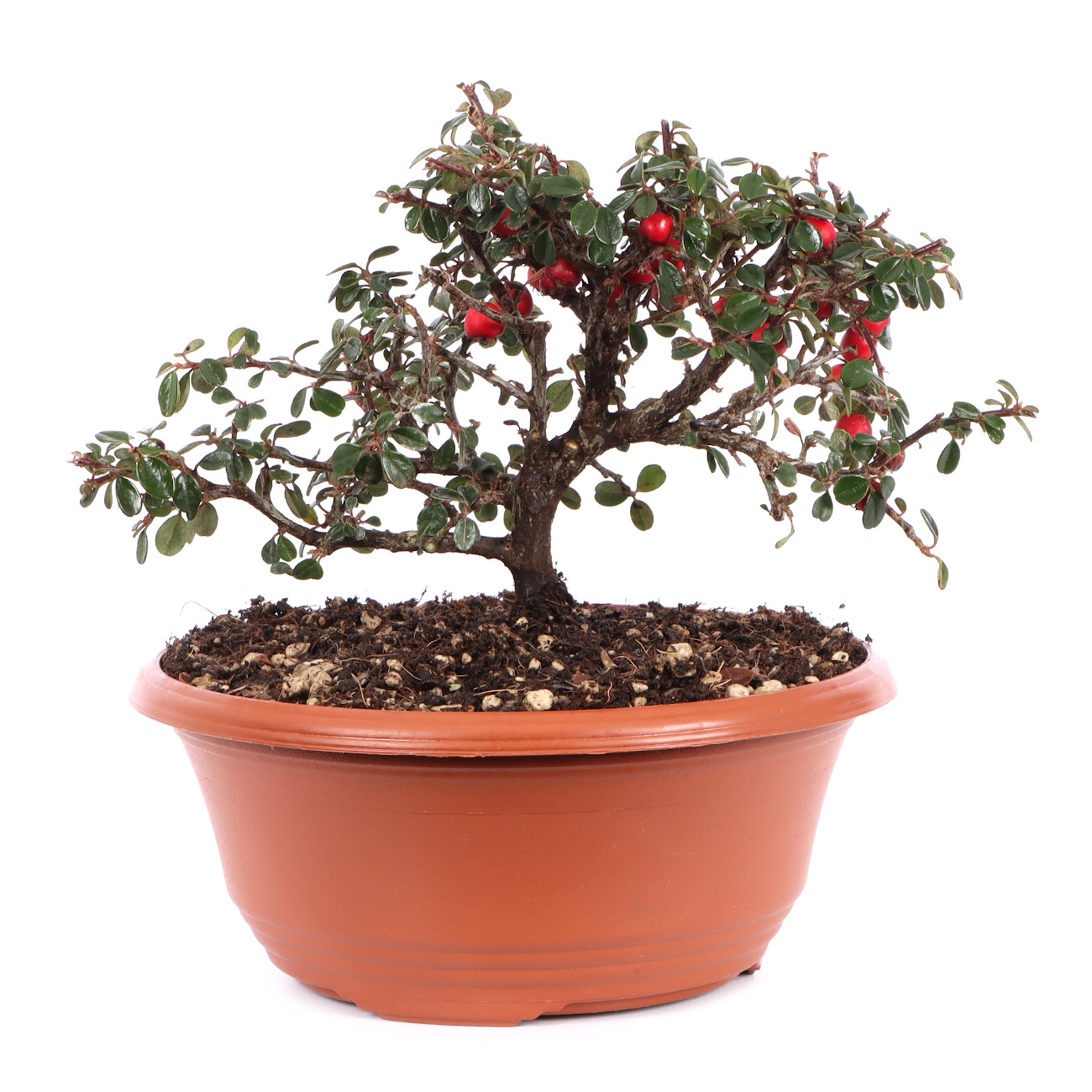 Cotoneaster microphyllus 'Cochleatus'