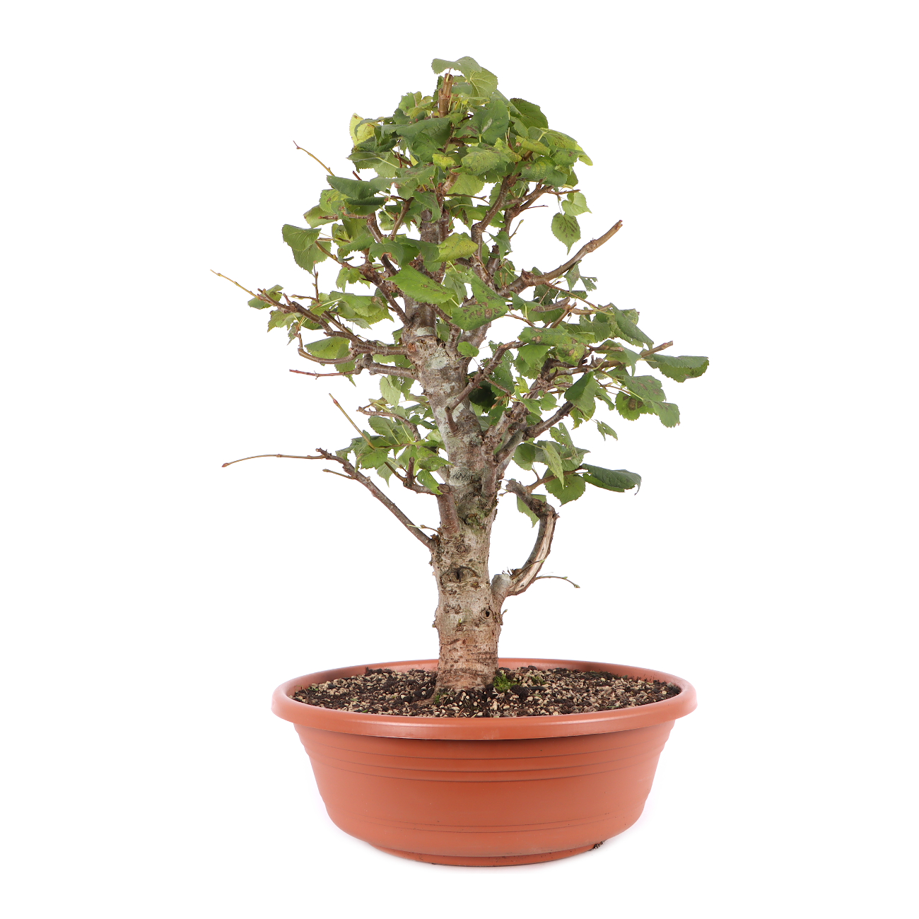 Tilia cordata