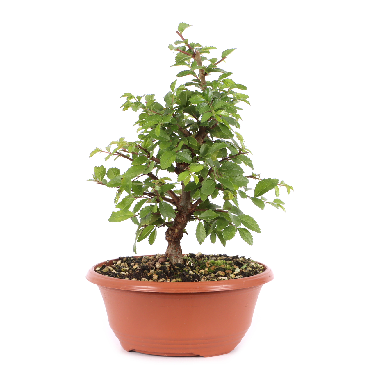 Ulmus japonica