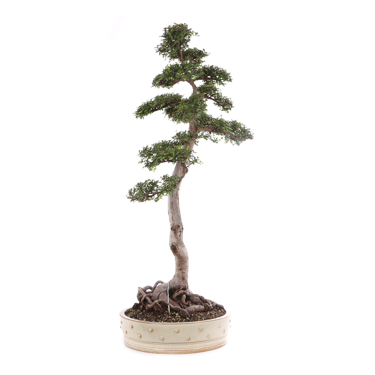 Ulmus parvifolia