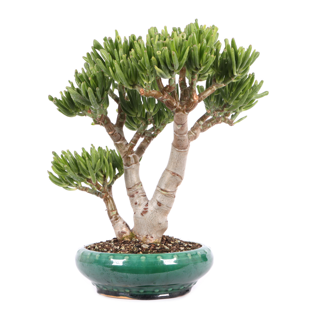 Crassula ovata 'Horn Tree'