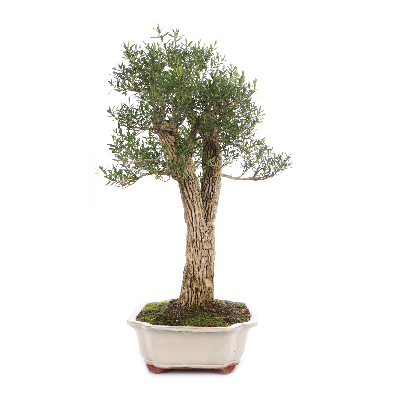 Seitenansicht rechts