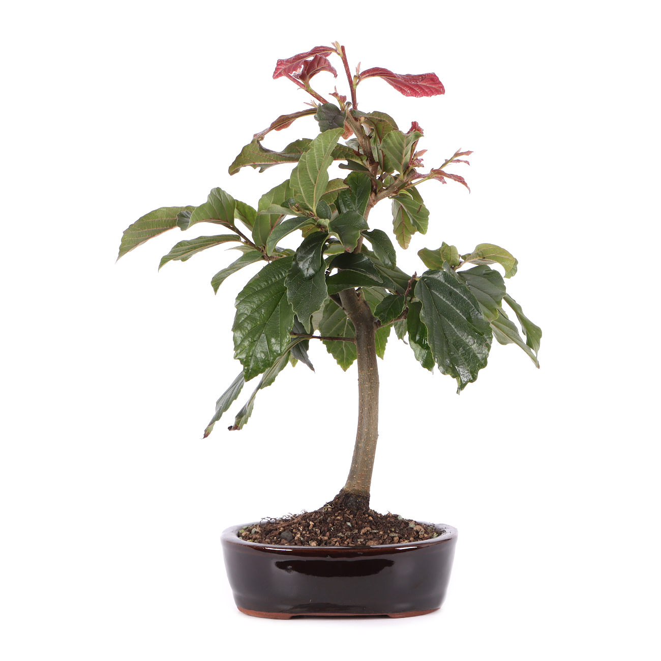 Parrotia persica 'Bella'