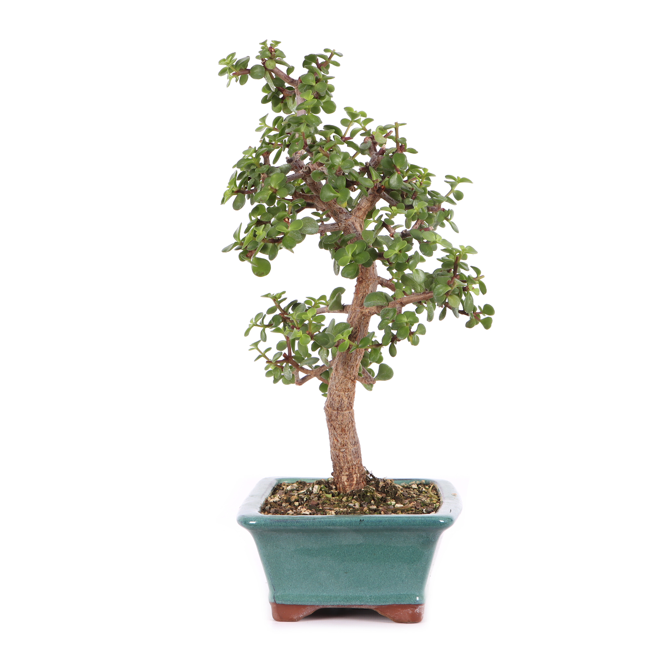 Portulacaria afra