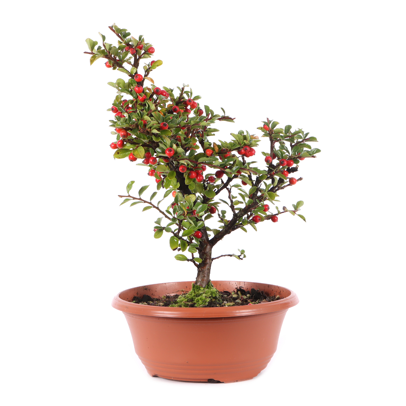 Cotoneaster praecox