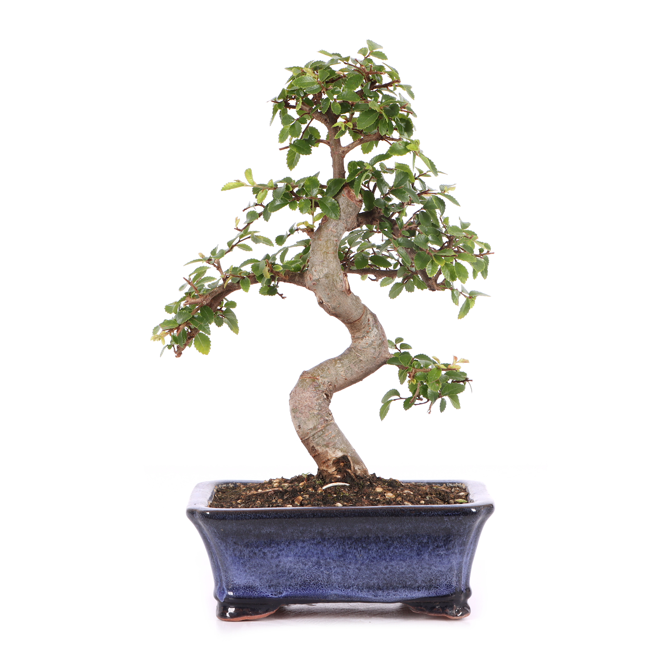 Ulmus parvifolia