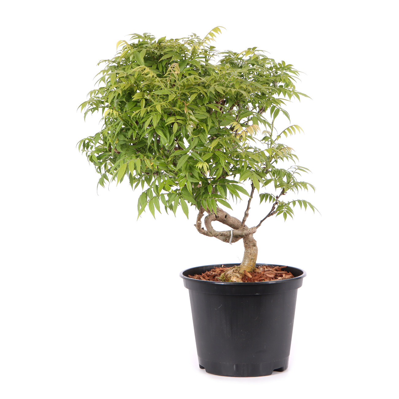 Millettia japonica 'Hime Fuji'