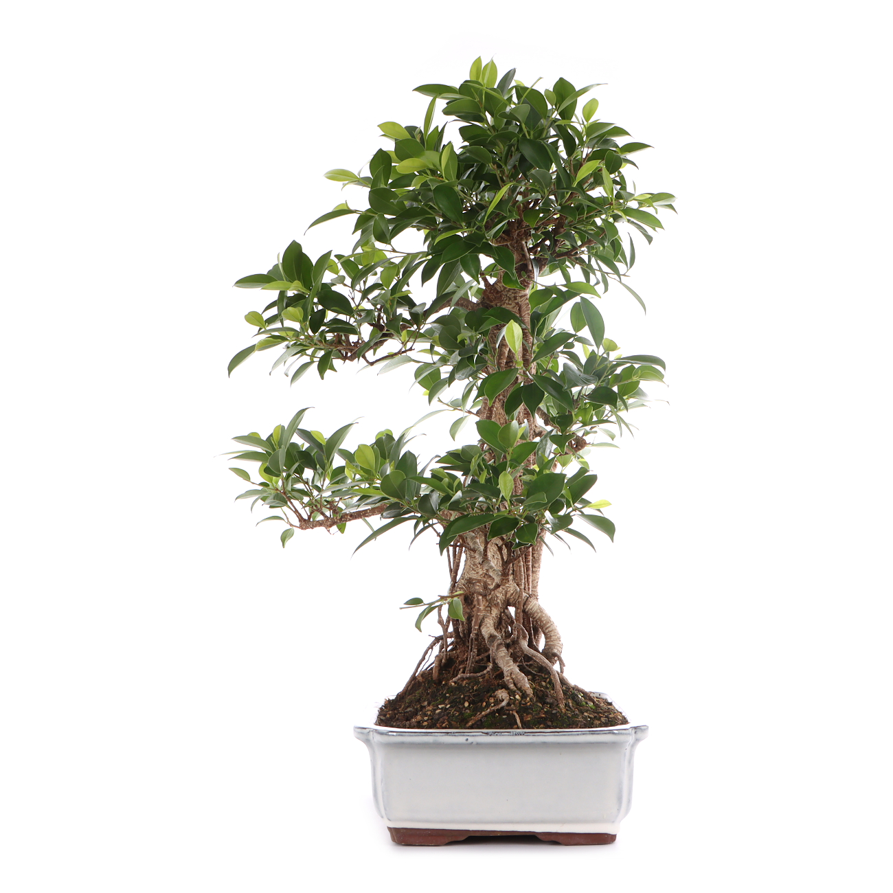 Ficus microcarpa 'Tiger Bark'