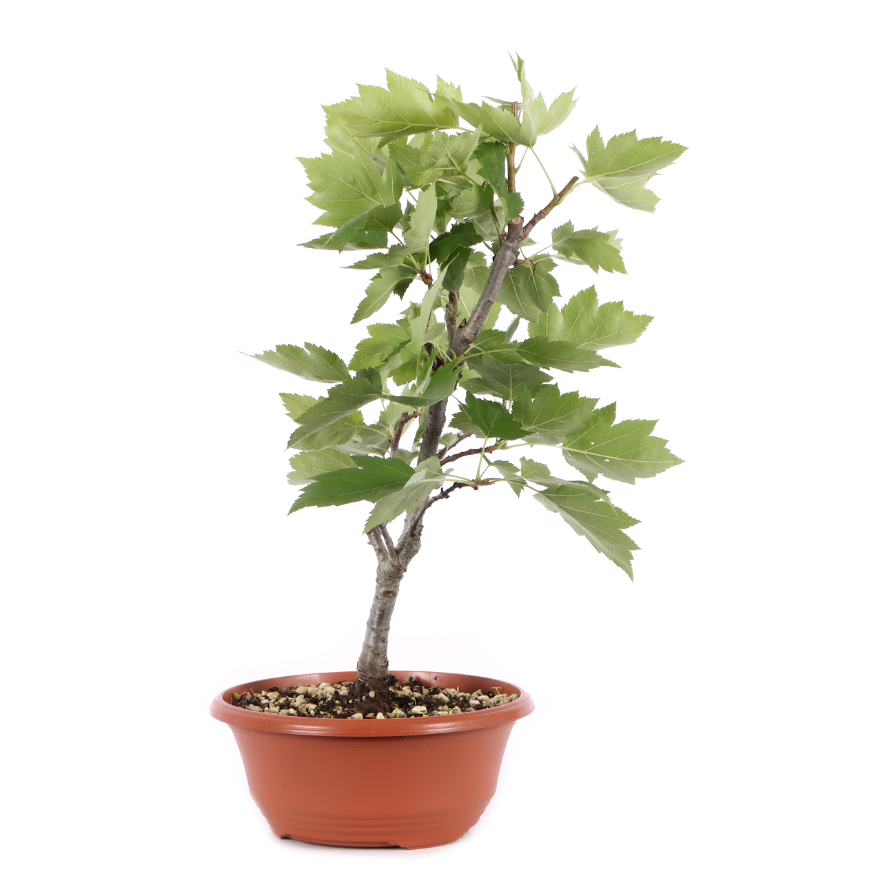 Sorbus torminalis